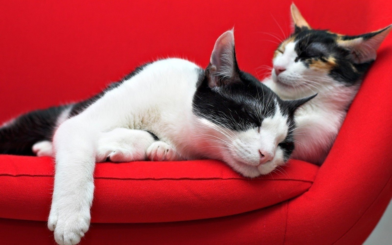 Котик на красном диване