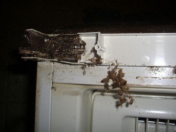 Гнездо тараканов за холодильником