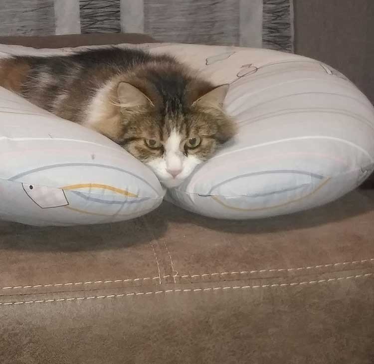 Кошка описала диван