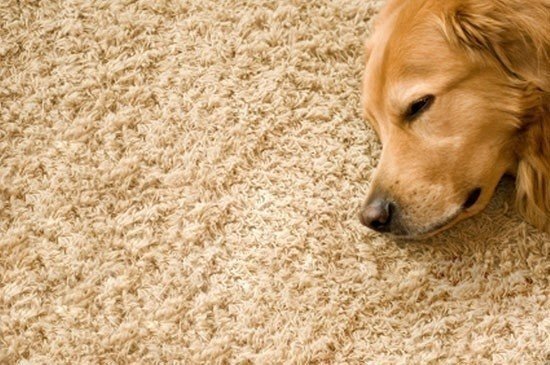 Собаки на ковре золотой ретривер