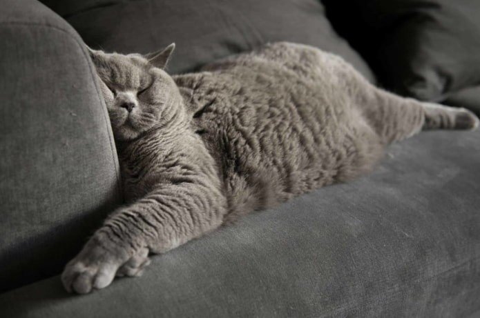 Толстый кот на диване