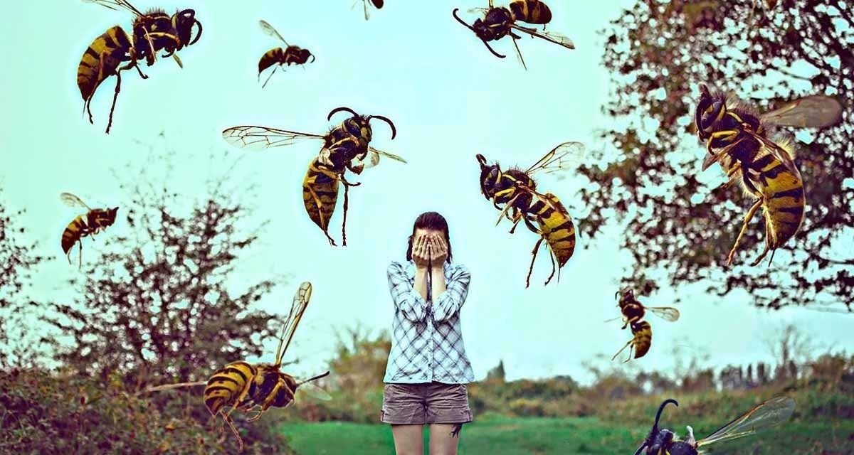 Оса шершень шершень пчела