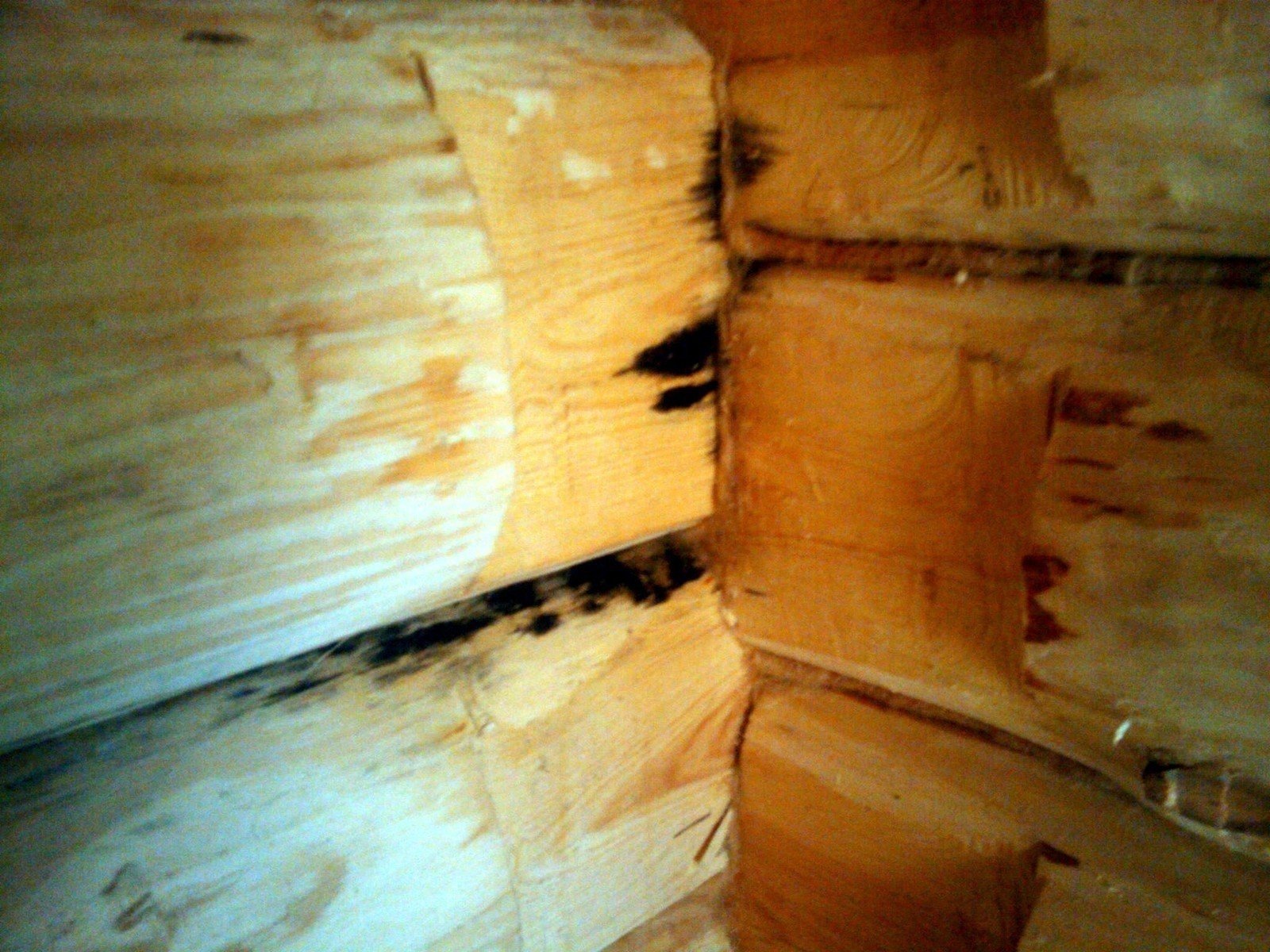 Мушки в деревянном доме