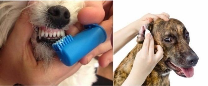 Миска для чистки зубов у собак