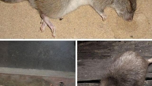 Как избавиться от запаха мышей в помещении, если мышь умерла?