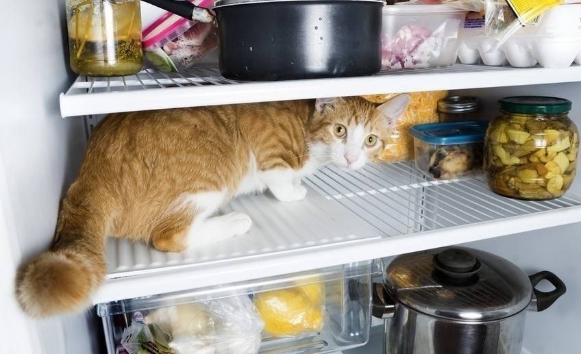Кот ворует еду из холодильника