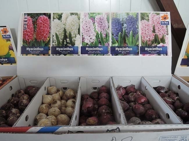 Голландские луковицы тюльпанов