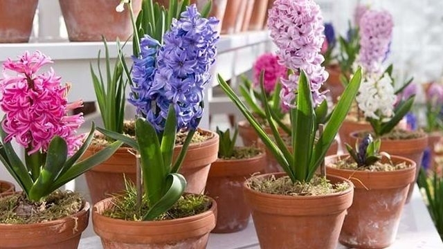 Гиацинт в горшке — уход за весенним цветком в домашних условиях
