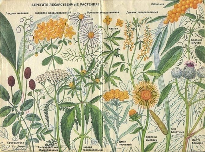 Лекарственные растения иллюстрации