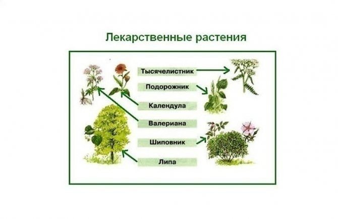 Лекарственные растения какие части используются