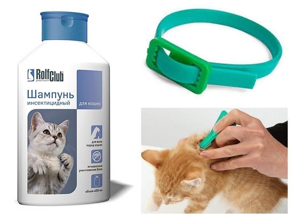 Шампунь для кошек от аллергии