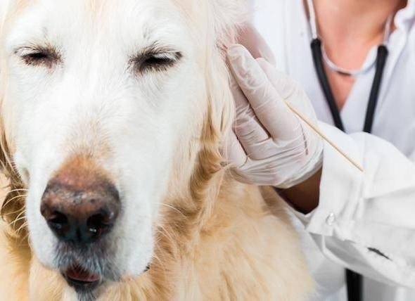 Вакцинация собаки фотосток
