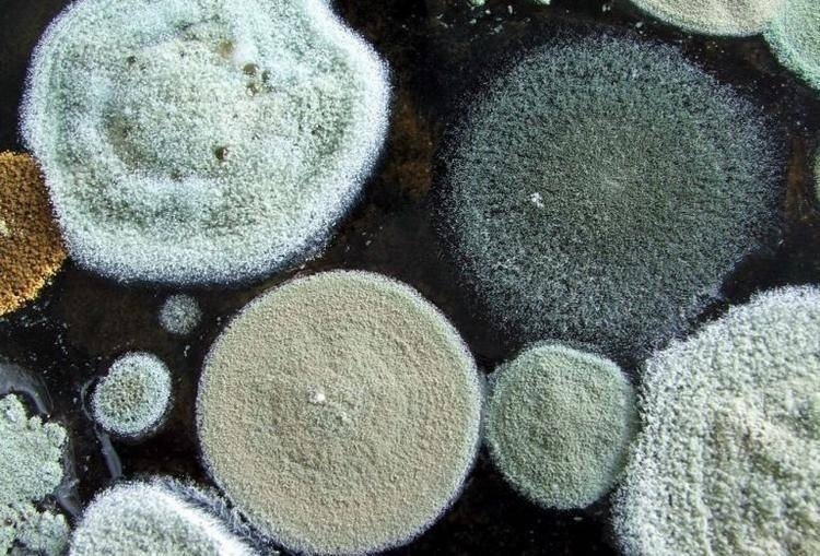 Зеленая плесень под микроскопом