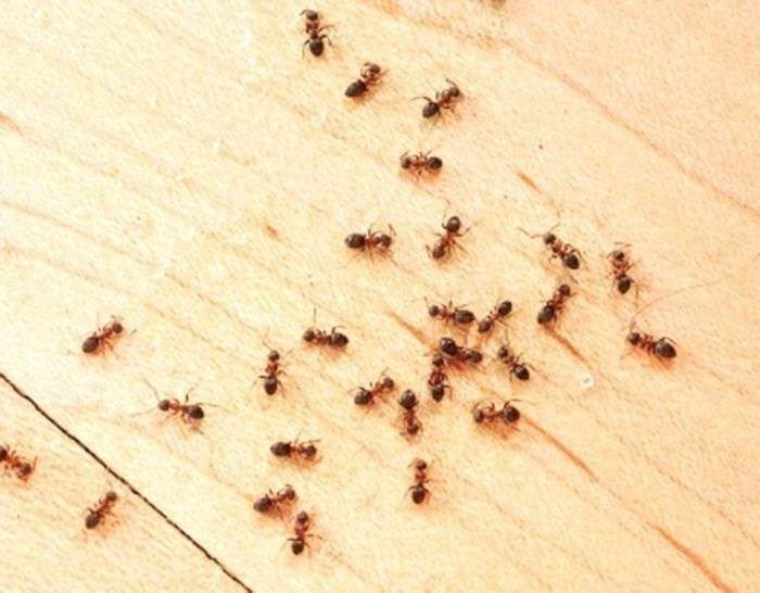 Фараоновые муравьи в квартире