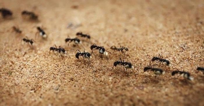Муравейники черных садовых муравьев