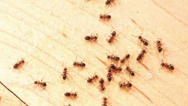 Узнаем как избавиться от маленьких муравьев в квартире навсегда?