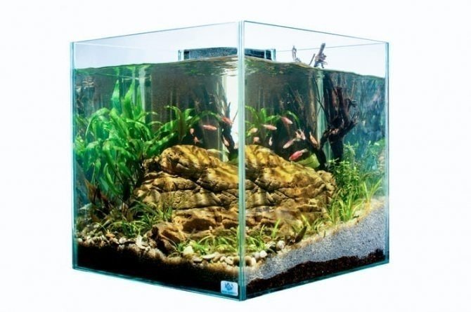 Аквариум аквариум